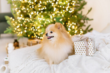 Cute Pomeranian dog on the background of a Christmas tree. Happy New Year, Christmas and New Year holidays and celebration. Dog pet near the Christmas tree. Soft selective focus..