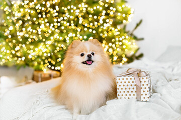 Cute Pomeranian dog on the background of a Christmas tree. Happy New Year, Christmas and New Year holidays and celebration. Dog pet near the Christmas tree. Soft selective focus..