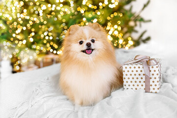 Cute Pomeranian dog on the background of a Christmas tree. Happy New Year, Christmas and New Year...