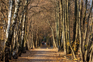 Autumn landscape in the park with fallen leaves, trees and footpath