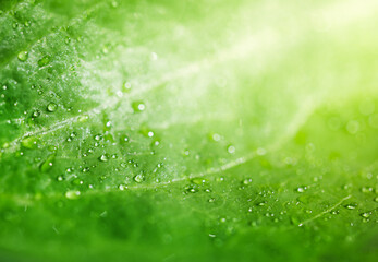 macrophotography of a green leaf with dew drops. place for text