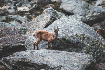 alpine ibex on the rock