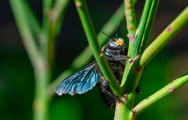 Taking a break, A female carpenter bee (Xylocopa caffra)  rests between bouts of nectar collecting.