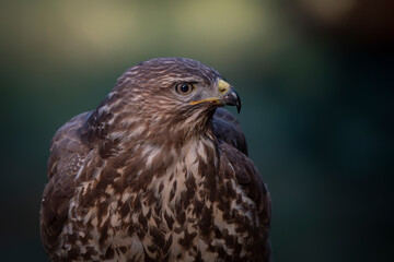 Portrait of a beautiful Common Buzzard (Buteo buteo). Noord Brabant in the Netherlands.                                                              