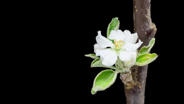 4K Time Lapse of flowering white Apple flowers on black background. Spring timelapse of opening beautiful flowers on branches Apple tree, close-up.