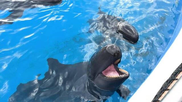 Two pilot whales are visible above water in an aquarium, one with its mouth open