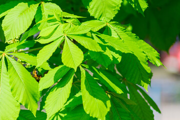 Close-up of chestnut leaves slightly out of focus for use as a background