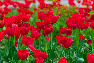 Lawn with many red flowers illuminated by the sun in a slight out of focus for use as a background