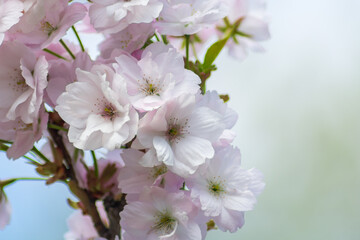 Close-up of light pink flowers on a tree branch. Background out of focus