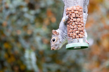 Grey squirrel (Sciurus carolinensis) on a garden peanut bird feeder. Autumn, UK