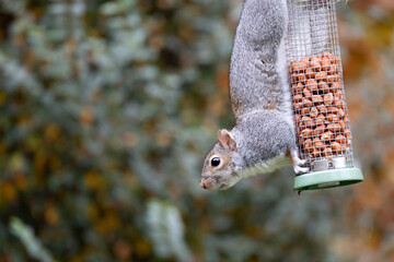 Grey squirrel (Sciurus carolinensis) on the side of a garden peanut bird feeder. Autumn, UK
