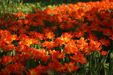 横浜公園、花、4月、春、チューリップ、ピンク、赤、黄色、白、横浜、風景、日本、神奈川、空、青、雲、屋外、観光、サイトシーイング、旅、ツアー、景色、青空、横浜、公園、植物、自然、花壇、並ぶ、カラフル、色とりどり、珍しい、品種、多種、紫、たくさん、一面、花畑、大量、クローズアップ、