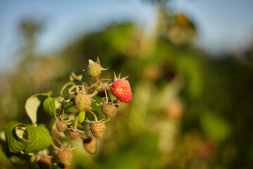 A branch with ripe raspberry fruits at the ripening stage
