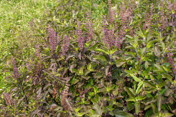 Medicinal plant green tulsi or holy basil herb, Fresh holy basil (Ocimum tenuiflorum) leaves and flower on green background