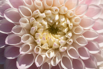 dahlia flower