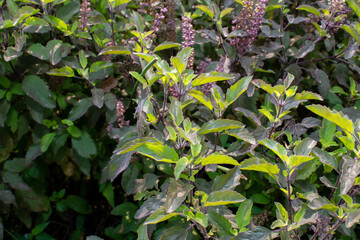 Medicinal plant green tulsi or holy basil herb, Fresh holy basil (Ocimum tenuiflorum) leaves and flower on green background
