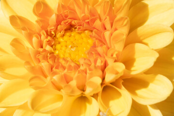 dahlia flower