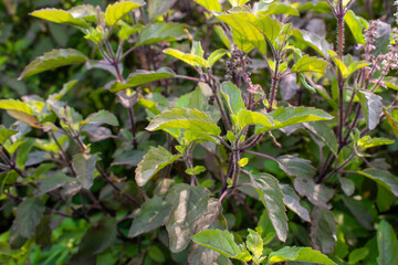 Medicinal plant green tulsi or holy basil herb, Fresh holy basil (Ocimum tenuiflorum) leaves and flower on green background