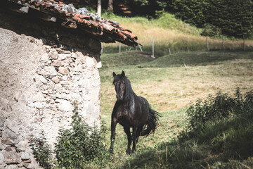 black horse in the meadow nearby a stone hut