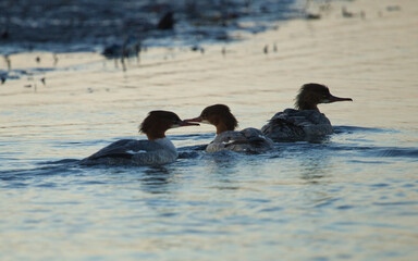 Pair Merganser on the lake. Mergus merganser. Merganser on the sunset on the lake Nielisz.