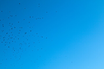 Flock of birds with a blue sky. View of flying birds and blue sky. Flying high. Place for text