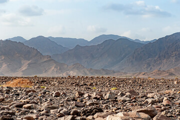 Camel Convoy, Danakil Ethiopia