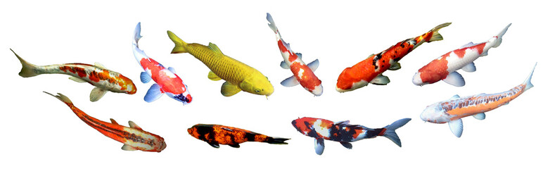 Fancy koi carp fishes such as red white Kohaku, solid white red Kojaku, red-white with black spot carp Taisho Sanshoku, Aka bekko, yellow Yamabuki ogon koi. Panorama, white background, isolated, PNG.