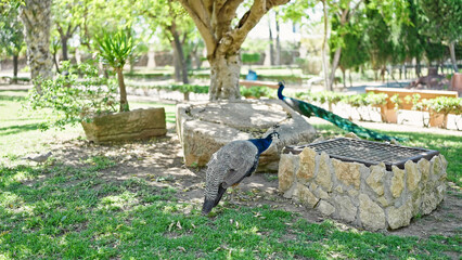 Beautiful exotic peacock at the park