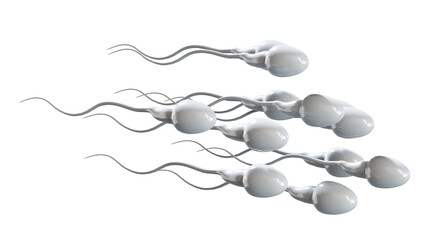Male sperm cells floating to ovule in fallopian tube. 3D render - obrazy, fototapety, plakaty