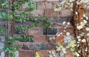 Background with brickwork, half-timbering and climbing plants