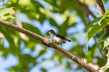 Birds perched on branch. The scarlet-headed flowerpecker, Dicaeum trochileum is a bird species in the family of Dicaeidae. It is a species endemic to Indonesia