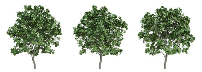 Green manglietia tree on transparent background, landscape design, 3d render illustration.