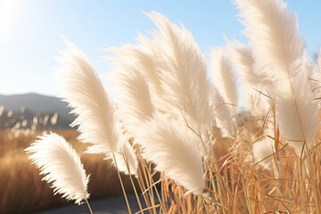 Blurred Pampas Grass Texture Background, Dry Soft Cortaderia Selloana, Fluffy Pampas Grass Reed