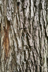 Texture of a tree bark