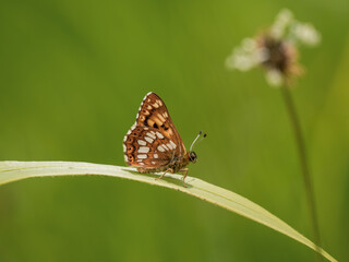 Duke of Burgundy Butterfly on a Grass Stem