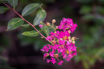 Flower of Lagerstroemia indica, the crape myrtle is a species of flowering plant in the genus Lagerstroemia of the family Lythraceae.