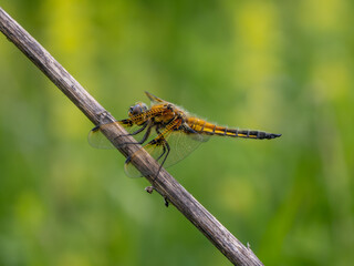 Four-spotted Chaser Resting on a Stick