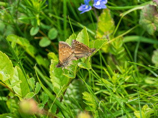 Dingy Skippers mating on a Leaf