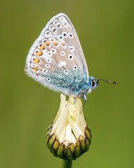 Common Blue Resting on an Ox-eye Daisy