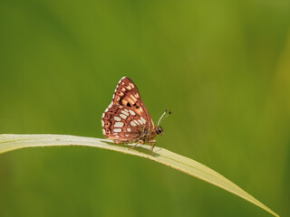 Duke of Burgundy Butterfly on a Grass Stem