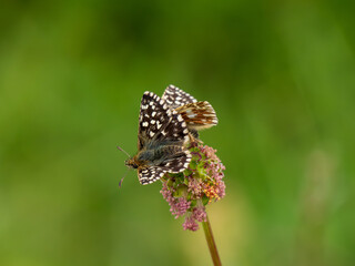 Grizzled Skippers Mating on Wildflower Head