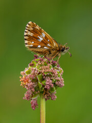 Grizzled Skipper Butterfly With Wings Closed