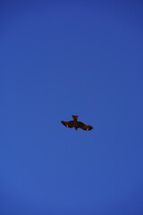 鳶、トンビ、とんび、鳥、飛ぶ、羽、青、空、フライ、狙う、飛翔、高く、見上げる、野生、日本、神奈川、横須賀、