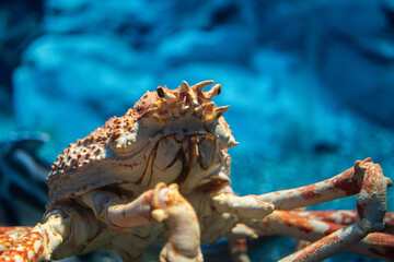 A giant red king crab during stay underwater. Animal portrait photo, eye-focus. 