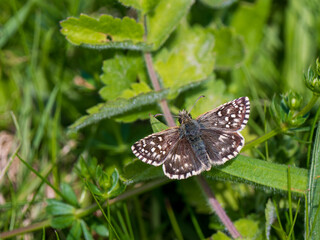 Grizzled Skipper Butterfly With Wings Open