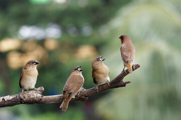 scaly breasted munia family on a tree branch