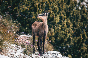 chamois in the mountains with trees green background
