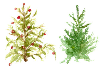 Set of two Christmas trees.an old spruce with half-dried branches,decorated with small red balls and a lush spruce,not decorated with toys.Hand drawn watercolor illustration