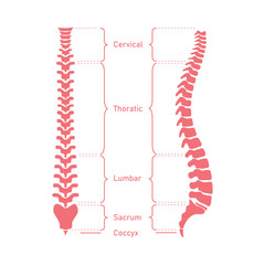 Human vertebral column. Cervical spine, thoracic spine, lumbar spine, Sacrum and coccyx. Bones of spine. Scientific resources for teachers and students. Vector illustration on white background.