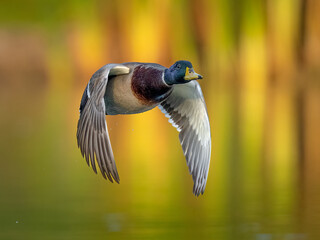 A Majestic Duck Soaring Above the Serene Waters